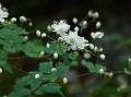 Virgate Meadow Rue